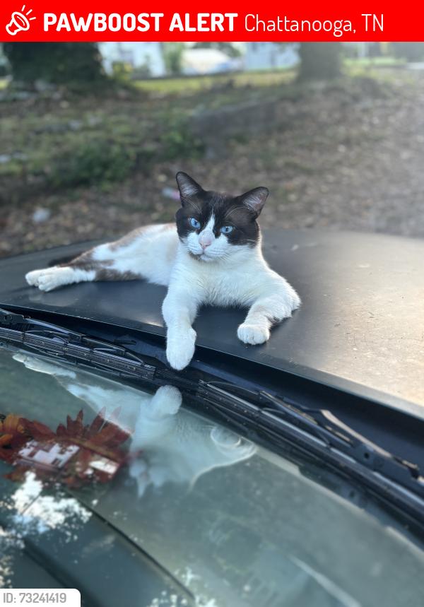 Lost Male Cat last seen Homer street off of highway 58, Chattanooga, TN 37406