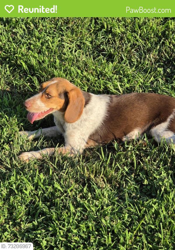 Reunited Female Dog last seen Westmoreland creek rd, Westmoreland, TN 37186