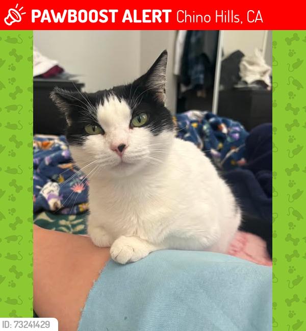 Lost Female Cat last seen Pinto Way - Los Serranos golf course area CHINO HILLS CA, Chino Hills, CA 91709