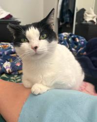 Lost Female Cat last seen Pinto Way - Los Serranos golf course area CHINO HILLS CA, Chino Hills, CA 91709