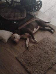 Reunited Female Dog last seen 21st and pepper tree lane, San Bernardino, CA 92404
