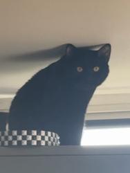 Lost Male Cat last seen Church at the end of sterling surgery, Saint Budeaux, England 