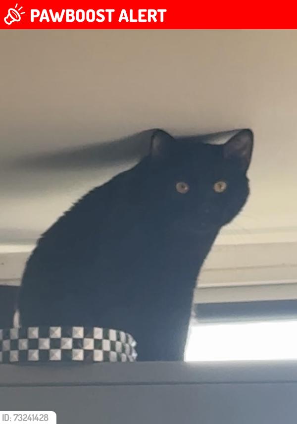 Lost Male Cat last seen Church at the end of sterling surgery, Saint Budeaux, England 