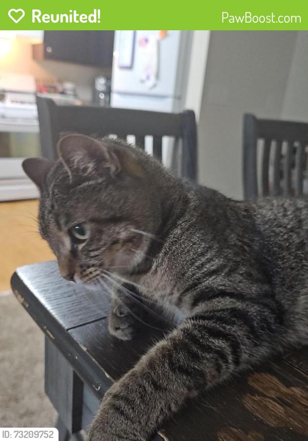 Reunited Female Cat last seen Greenbush St and Shenandoah Dr, Lafayette, IN 47905