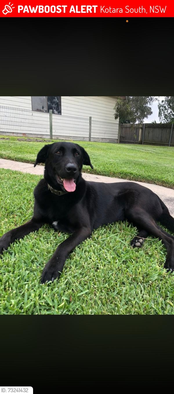 Lost Male Dog last seen Kenneth and joslin, Kotara South, NSW 2289