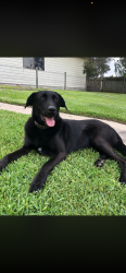 Lost Male Dog last seen Kenneth and joslin, Kotara South, NSW 2289