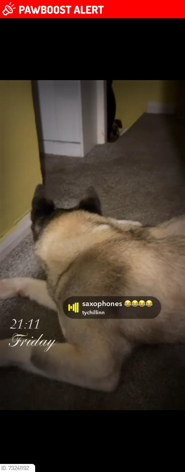 Lost Unknown Dog last seen Lidls, Greater London, England 