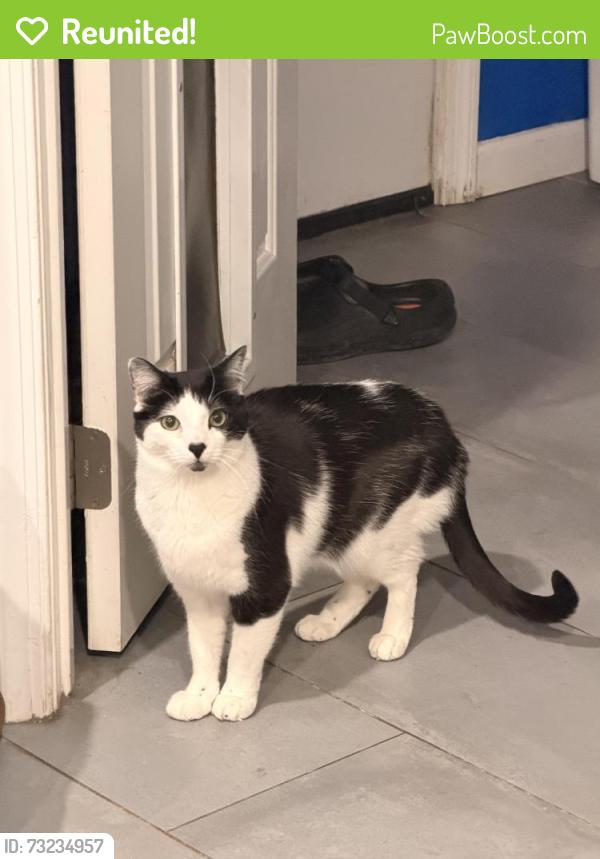 Reunited Male Cat last seen Shelburne Court, Centreville, VA 20120