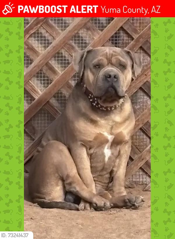 Lost Male Dog last seen County 18th St & Ave 2 E Yuma, AZ, Yuma County, AZ 85365