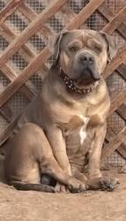 Lost Male Dog last seen County 18th St & Ave 2 E Yuma, AZ, Yuma County, AZ 85365