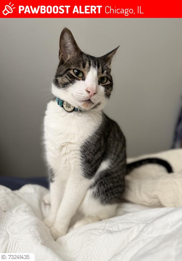 Lost Male Cat last seen 63rd st, Chicago, IL 60637