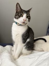 Lost Male Cat last seen 63rd st, Chicago, IL 60637