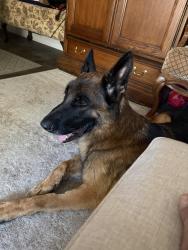 Reunited Male Dog last seen Near Ramona way Alamo, Alamo, CA 94507
