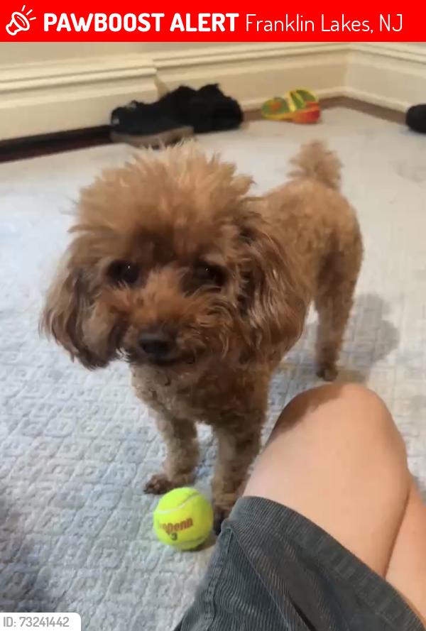 Lost Male Dog last seen Near Franklin lakes road, Franklin Lakes, NJ 07417