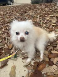 Reunited Female Dog last seen Indian Lodge, San Antonio, TX 78253