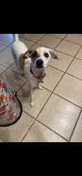 Reunited Male Dog last seen 17th st E Mayo ct, Lancaster, CA 93535