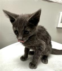 Shelter Stray Male Cat last seen Near BLOCK AMANDA AVE, HEMET CA 92545, 581 S Grand Ave, San Jacinto, CA 92582, USA