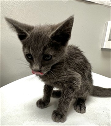 Shelter Stray Male Cat last seen Near BLOCK AMANDA AVE, HEMET CA 92545, 581 S Grand Ave, San Jacinto, CA 92582, USA