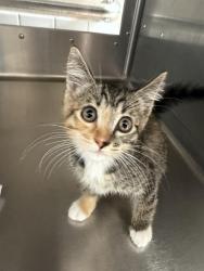 Shelter Stray Female Cat last seen NAPA AVE & E ONEIDA ST, 130 Beyer Way, Chula Vista, CA 91911, USA