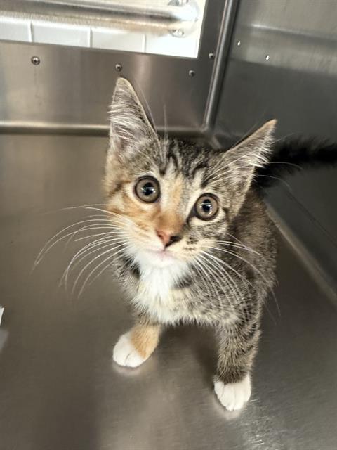 Shelter Stray Female Cat last seen NAPA AVE & E ONEIDA ST, 130 Beyer Way, Chula Vista, CA 91911, USA