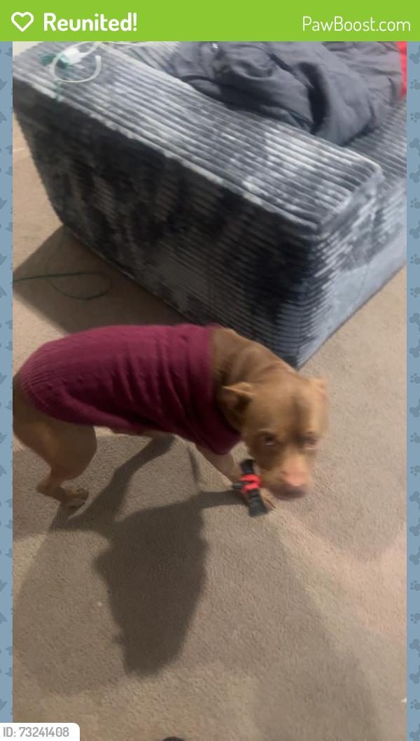 Reunited Male Dog last seen 10mi, Southfield, MI 48033