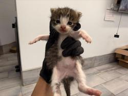 Shelter Stray Male Cat last seen CHARLOTTE, 8315 Byrum Dr, Charlotte, NC 28217, USA