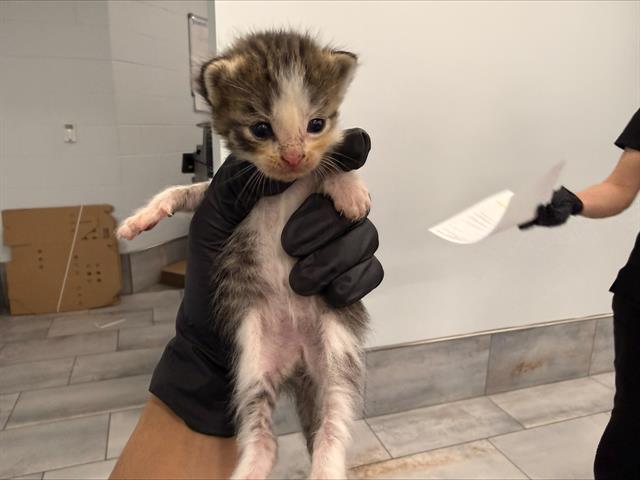 Shelter Stray Female Cat last seen CHARLOTTE, 8315 Byrum Dr, Charlotte, NC 28217, USA