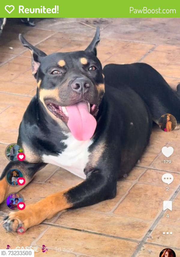 Reunited Female Dog last seen Near Casino miami, Miami, FL 33142