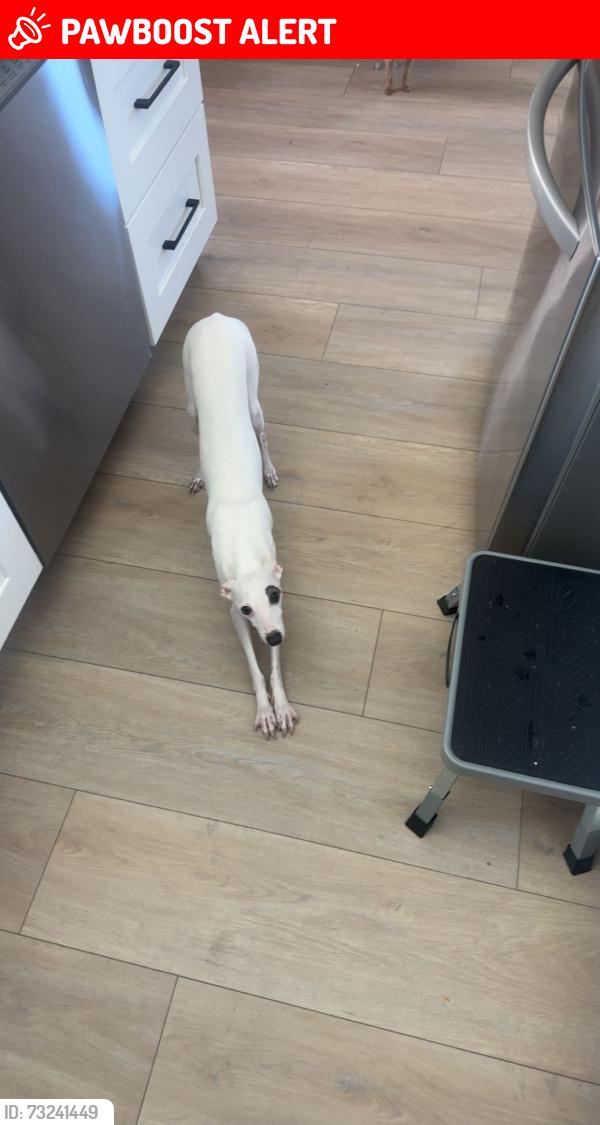 Lost Female Dog last seen last seen on Eto Lane by the mustard see field., Baywood-Los Osos, CA 93402