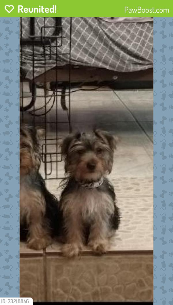 Reunited Female Dog last seen El benito pueblo, Dallas, TX 75212