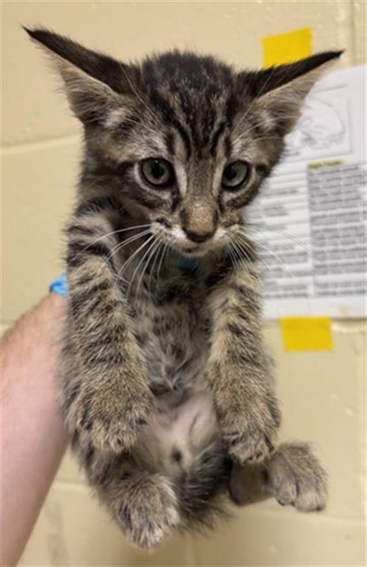 Shelter Stray Male Cat last seen FLORIN RD & RIVERSIDE BLVD, 2127 Front St, Sacramento, CA 95818, USA