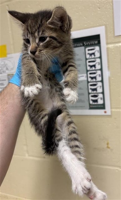 Shelter Stray Female Cat last seen COPPER LEAF WAY & LONE LEAF DR, 2127 Front St, Sacramento, CA 95818, USA