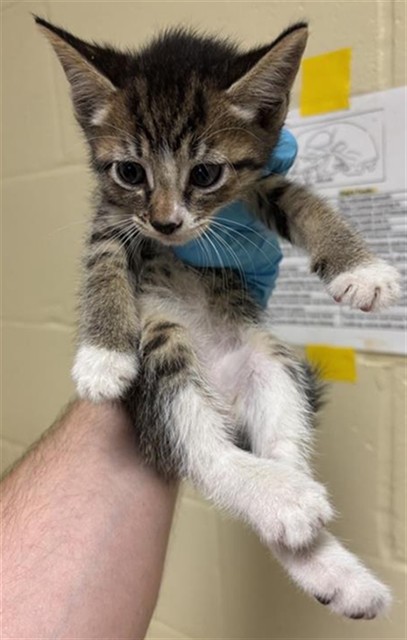 Shelter Stray Female Cat last seen COPPER LEAF WAY & LONE LEAF DR, 2127 Front St, Sacramento, CA 95818, USA