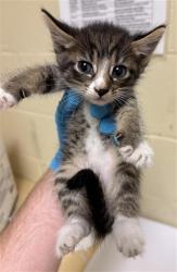 Shelter Stray Male Cat last seen COPPER LEAF WAY & LONE LEAF DR, 2127 Front St, Sacramento, CA 95818, USA