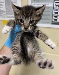Shelter Stray Male Cat last seen COPPER LEAF WAY & LONE LEAF DR, 2127 Front St, Sacramento, CA 95818, USA