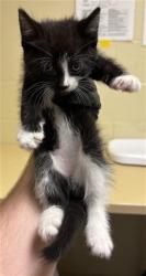 Shelter Stray Male Cat last seen COPPER LEAF WAY & LONE LEAF DR, 2127 Front St, Sacramento, CA 95818, USA