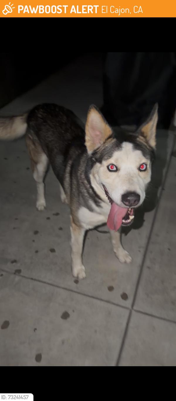 Found/Stray Male Dog last seen Dutch bros coffee on 2nd, El Cajon, CA 92021