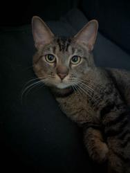 Lost Male Cat last seen N Colorado and Susquahana, Philadelphia, PA 19132