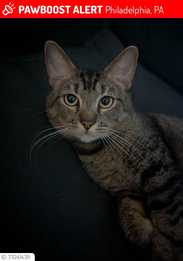 Lost Male Cat last seen N Colorado and Susquahana, Philadelphia, PA 19132