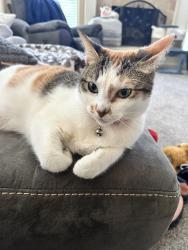Reunited Female Cat last seen 147th terrace and eby, Overland Park, KS 66221