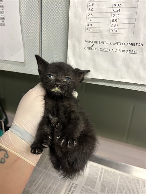 Shelter Stray Female Cat last seen Near BLOCK TROYAN ST, 2020 Forest St, Jacksonville, FL 32204, USA