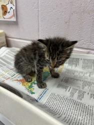 Shelter Stray Female Cat last seen Near BLOCK SOUTH & ROOSEVELT, 2020 Forest St, Jacksonville, FL 32204, USA