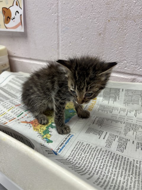 Shelter Stray Female Cat last seen Near BLOCK SOUTH & ROOSEVELT, 2020 Forest St, Jacksonville, FL 32204, USA