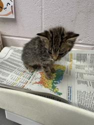 Shelter Stray Female Cat last seen Near BLOCK SOUTH & ROOSEVELT, 2020 Forest St, Jacksonville, FL 32204, USA