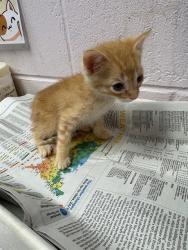 Shelter Stray Male Cat last seen Near BLOCK SOUTH & ROOSEVELT, 2020 Forest St, Jacksonville, FL 32204, USA