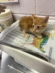 Shelter Stray Male Cat last seen Near BLOCK SOUTH & ROOSEVELT, 2020 Forest St, Jacksonville, FL 32204, USA