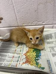 Shelter Stray Female Cat last seen Near BLOCK SOUTH & ROOSEVELT, 2020 Forest St, Jacksonville, FL 32204, USA