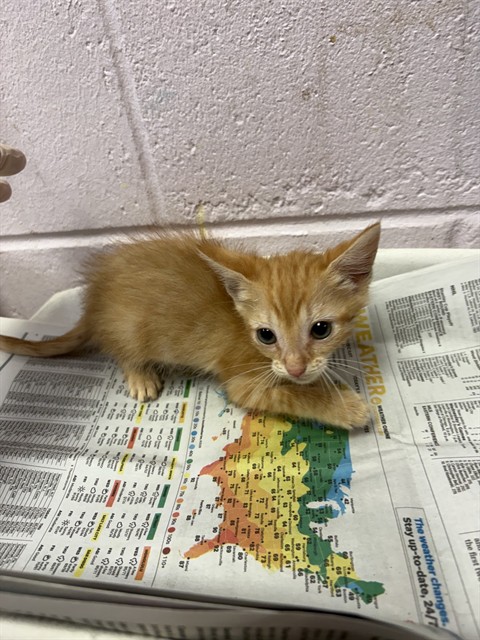 Shelter Stray Female Cat last seen Near BLOCK SOUTH & ROOSEVELT, 2020 Forest St, Jacksonville, FL 32204, USA
