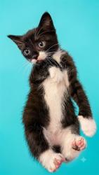 Shelter Stray Male Cat last seen KIRKPATRICK CIR, 2020 Forest St, Jacksonville, FL 32204, USA