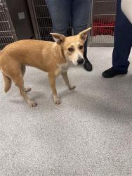 Shelter Stray Female Dog last seen SKY RIVER PKWY / PROMENADE PKWY, 9150 Union Park Way, Elk Grove, CA 95624, USA